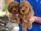Irk Garanti̇li̇ Toy Poodle Yavrularimiz