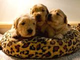 Bebek Yüzlü Golden Retriever Yavrular