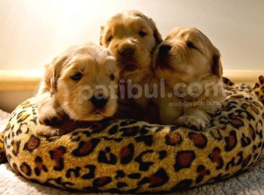 Bebek Yüzlü Golden Retriever Yavrular