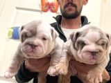 Renkli̇ Çocuklar  Ingiliz Bulldog