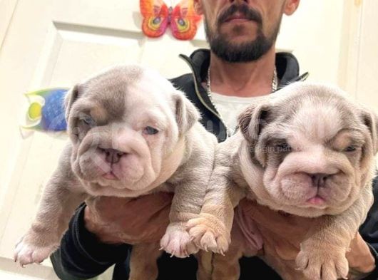 Renkli̇ Çocuklar  Ingiliz Bulldog görsel