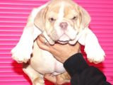 RENKLİ ÇOCUKLAR  ingiliz bulldog