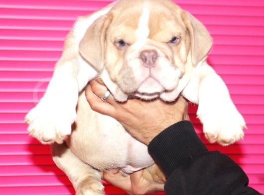 Renkli̇ Çocuklar  Ingiliz Bulldog