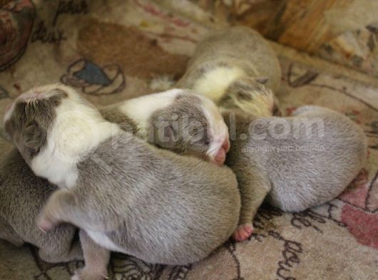 Renkli̇ Çocuklar  Ingiliz Bulldog görsel