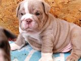 Renkli̇ Çocuklar  Ingiliz Bulldog
