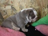 Renkli̇ Çocuklar  Ingiliz Bulldog