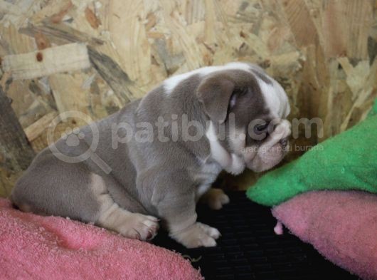 Renkli̇ Çocuklar  Ingiliz Bulldog görsel
