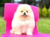 Teddy Face Pomerani̇an Boo