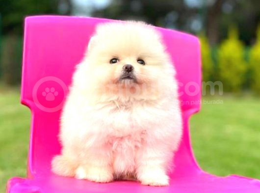 Teddy Face Pomerani̇an Boo görsel