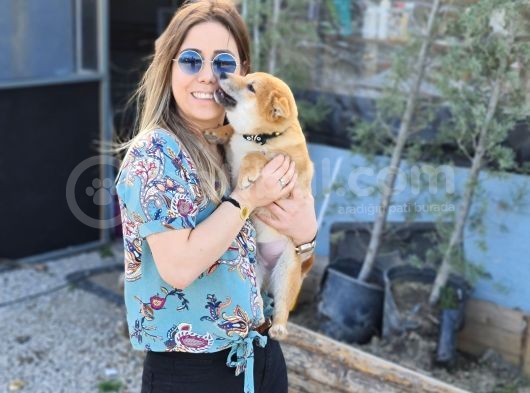 Shiba Inu Bebeklerimiz görsel
