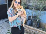 Shiba inu bebeklerimiz