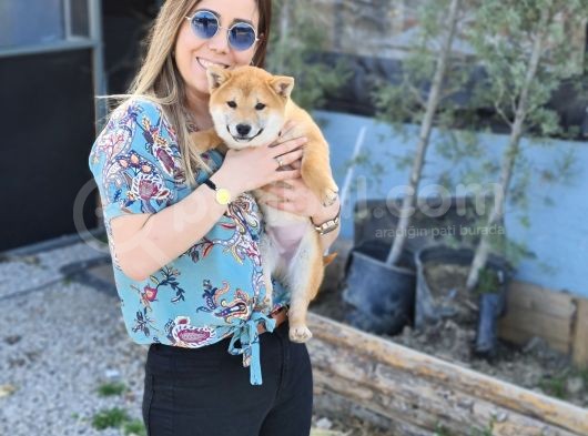Shiba Inu Bebeklerimiz
