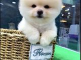 Irk Ve Sağlık Garantili Pomeranian Boo Yavrular