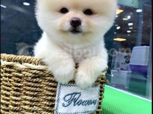 Irk Ve Sağlık Garantili Pomeranian Boo Yavrular görsel