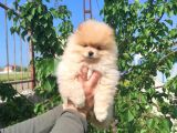 Sevimli Pomeranian Spitz Erkek Yavrumuz