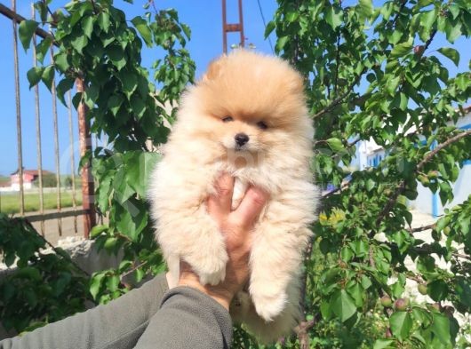 Sevimli Pomeranian Spitz Erkek Yavrumuz görsel