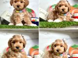 Orijinal maltipoo bebeklerim