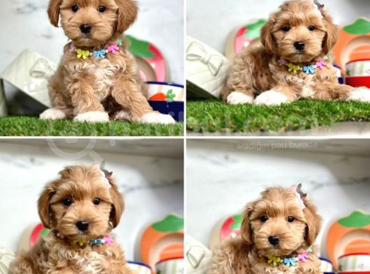 Orijinal Maltipoo Bebeklerim
