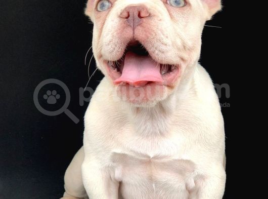 Muhteşem Güzellikte Ve Süper Kalitede French Buldog Platinum görsel