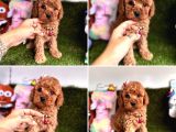 Orijinal Toy Poodle Bebeklerim