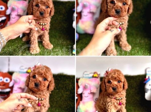 Orijinal Toy Poodle Bebeklerim görsel