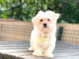 Orijinal Dişi Maltese Bebeğim