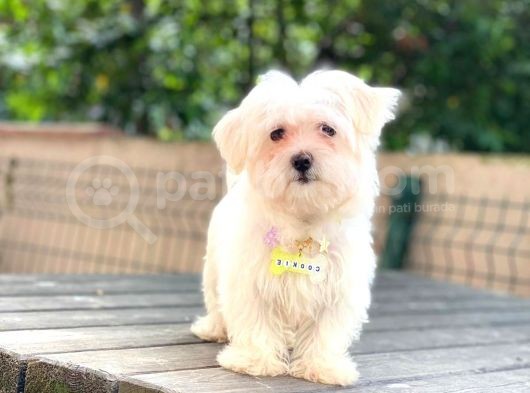 Orijinal Dişi Maltese Bebeğim görsel