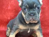 Türkiye De Efsane Olacak French Bulldog Blue Tan Erkek Yavrumuz