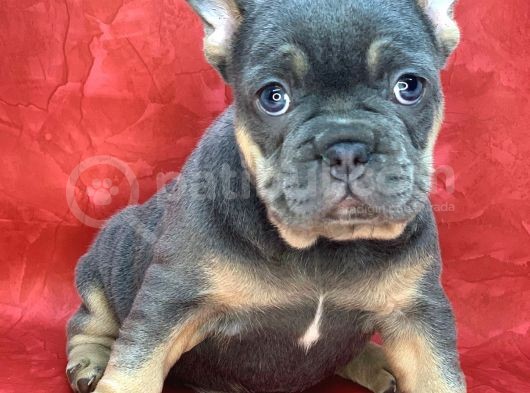Türkiye De Efsane Olacak French Bulldog Blue Tan Erkek Yavrumuz görsel