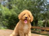 Sevi̇mli̇ Toy Poodle Aşili Bebekler
