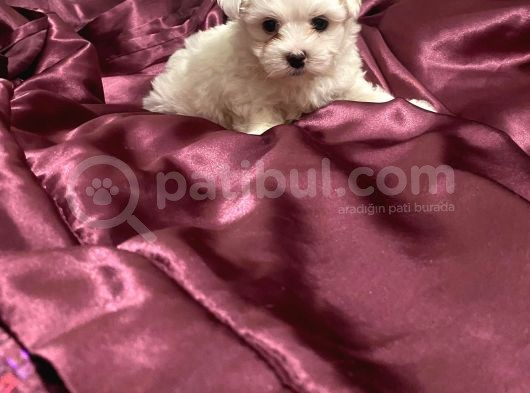 Maltese Yavruları görsel