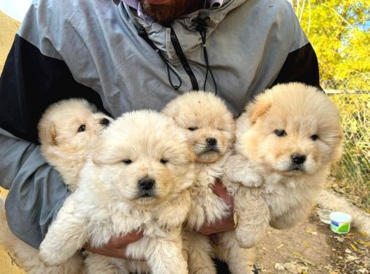 Chow Chow Bebekler görsel