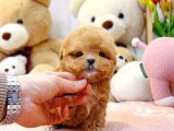 Kore Kani A Kali̇te Toy Poodle Yavrularim