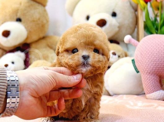 Kore Kani A Kali̇te Toy Poodle Yavrularim görsel