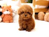 Kore Gen Hattına Sahip Mükemmel Ötesi Toy Poodle Yavrumuz