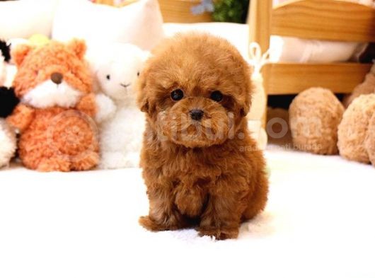 Kore Gen Hattına Sahip Mükemmel Ötesi Toy Poodle Yavrumuz görsel