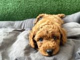 ORJİNAL IRK EFSANE TOY POODLE BEBEKLER