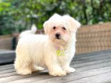 Orijinal dişi maltese bebeğim