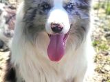 Border Collie Yavrularımız