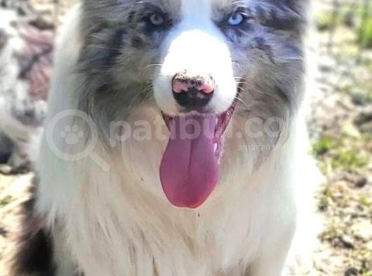 Border Collie Yavrularımız görsel