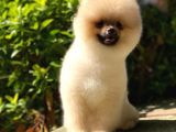 6 Aylık Pomeranian Oğlum Thor