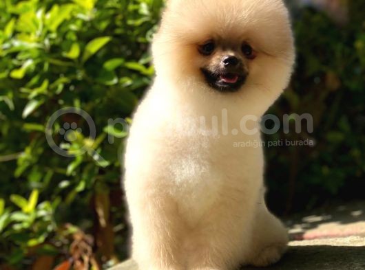 6 Aylık Pomeranian Oğlum Thor görsel