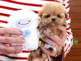 Sevimli Toy Poodle Bebeklerimiz