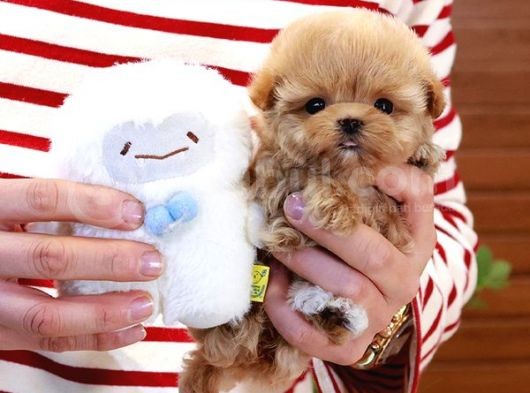 Sevimli Toy Poodle Bebeklerimiz görsel