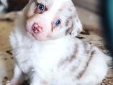 Safkan Border Collie Yavrularımız
