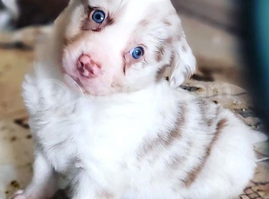 Safkan Border Collie Yavrularımız görsel