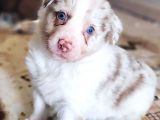 Safkan border collie yavrularımız