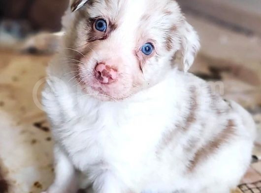 Safkan Border Collie Yavrularımız