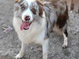 Safkan Border Collie Yavrularımız