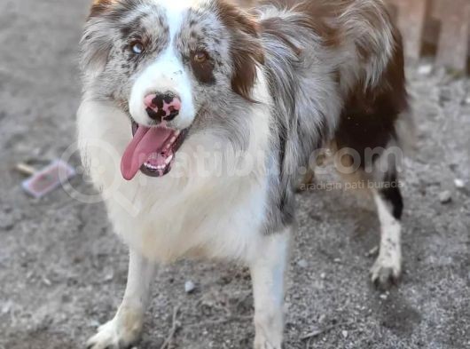 Safkan Border Collie Yavrularımız görsel